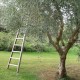 Leiter für die Olivenernte